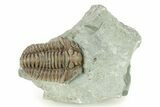 Flexicalymene Trilobite Fossil - Indiana #284134-1